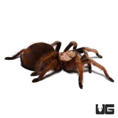 Female Arizona Blonde Tarantula, a striking desert species with a golden hue, ideal for exotic pet e.