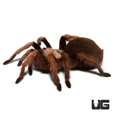 Female Arizona Blonde Tarantula, 4-5 inches, showcasing vibrant coloration and unique features.