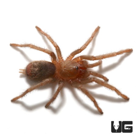 Piura Birdeater Tarantulas (Theraphosinae sp Piura) For Sale - Underground Reptiles