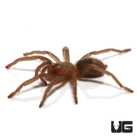 Piura Birdeater Tarantulas (Theraphosinae sp Piura) For Sale - Underground Reptiles
