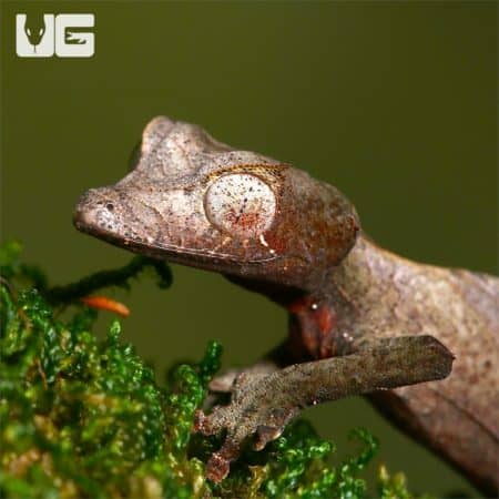 Satanic Leaftail Geckos (Uroplatus phantasticas) For Sale - Underground Reptiles