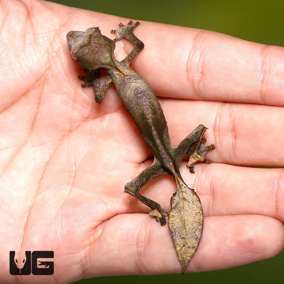 Satanic Leaftail Gecko For Sale Underground Reptiles