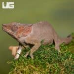 Short Horned Chameleon (Calumma brevicorne) For Sale - Underground Reptiles