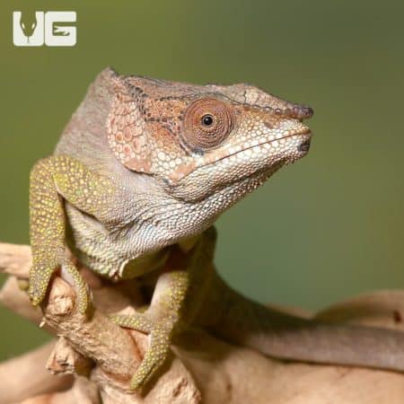 Short Horned Chameleon (Calumma brevicorne) For Sale - Underground Reptiles