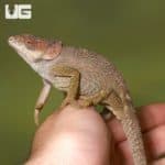 Short Horned Chameleon (Calumma brevicorne) For Sale - Underground Reptiles