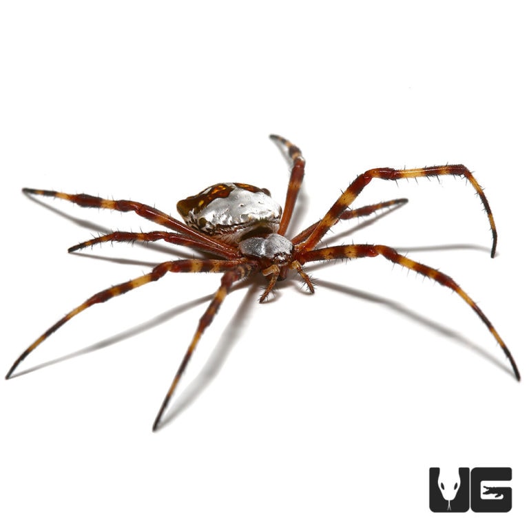 Farrow Orb Weaver Spider for sale Underground Reptiles