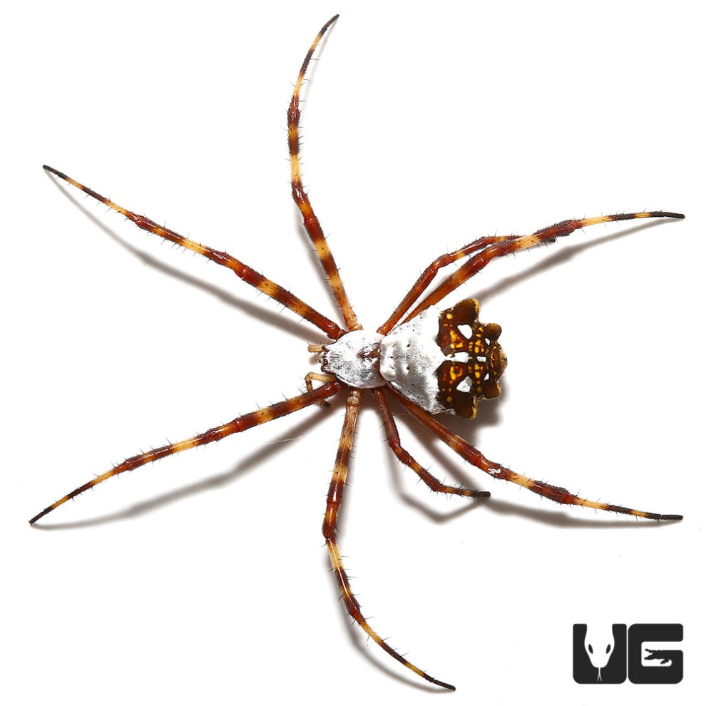 Farrow Orb Weaver Spider for sale Underground Reptiles