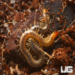 Soil Centipede For Sale- Underground Reptiles