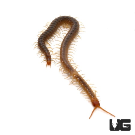 Centipede image for reptile hobbyists and soil-dwelling invertebrate enthusiasts.