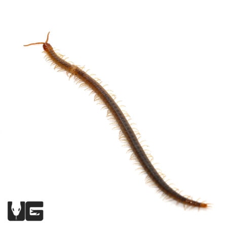 Soil Centipede For Sale- Underground Reptiles