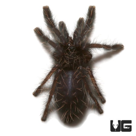 South Mindanao Lowland Earth Tiger Tarantula (Ornithoctoninae sp. "South Cotabato Lowland") For Sale - Underground Reptiles