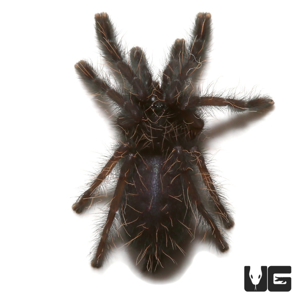Big Black Earth tiger Tarantula For Sale Underground Reptiles