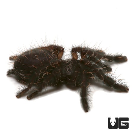 South Mindanao Lowland Earth Tiger Tarantula (Ornithoctoninae sp. "South Cotabato Lowland") For Sale - Underground Reptiles