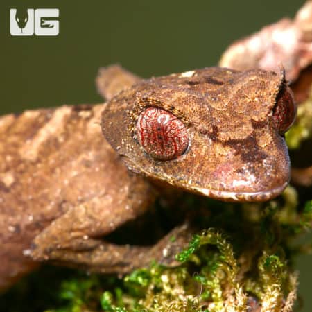 Spearpoint Leaf-Tailed Geckos (Uroplatus ebenaui) For Sale - Underground Reptiles