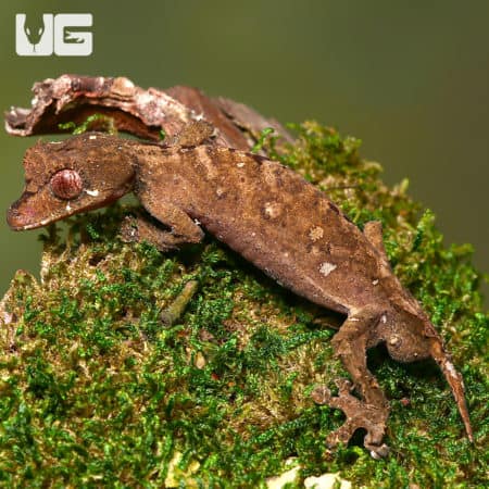 Spearpoint Leaf-Tailed Gecko on mossy surface, showcasing unique tail shape.