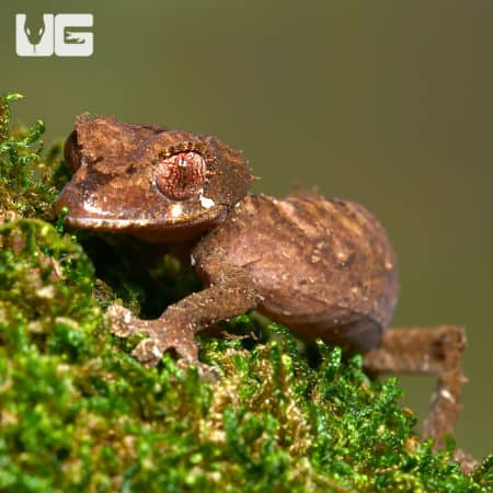 Spearpoint Leaf-Tailed Geckos (Uroplatus ebenaui) For Sale - Underground Reptiles
