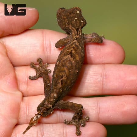 Close-up of Spearpoint Leaf-Tailed Gecko held in hand, showcasing its unique tail and camouflaged bo.