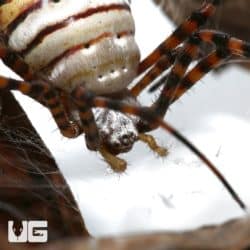 St. Andrew's Cross Spider For Sale - Underground Reptiles