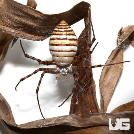 Close-up of a St. Andrew's Cross Spider on dried leaves, showcasing its distinctive markings.