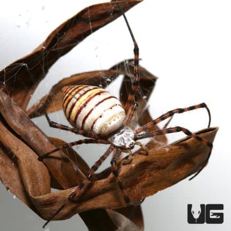 Close-up of a St. Andrew's Cross Spider on its web, showcasing detailed markings.