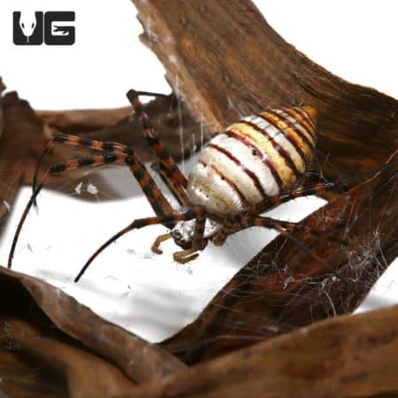 St. Andrew's Cross Spider For Sale - Underground Reptiles