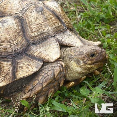 Sulcata Tortoises For Sale - Underground Reptiles