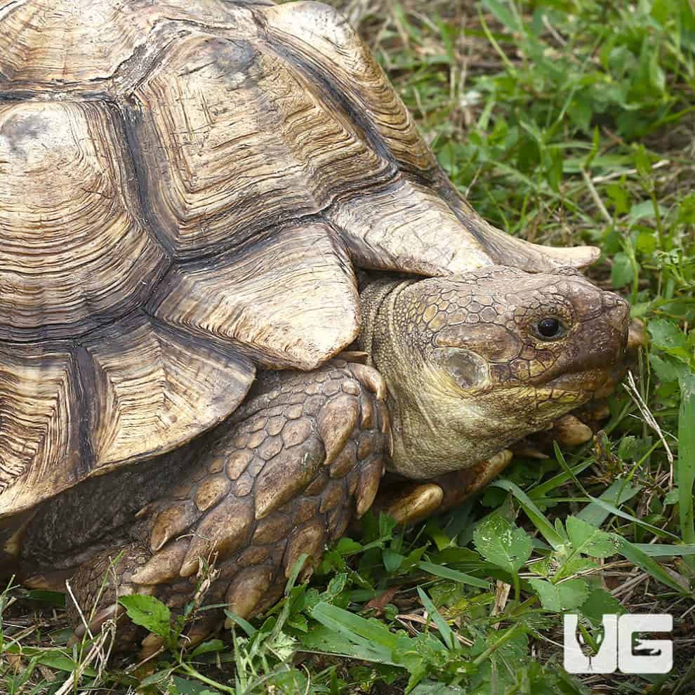 Yearling Sulcata Tortoises For Sale Underground Reptiles