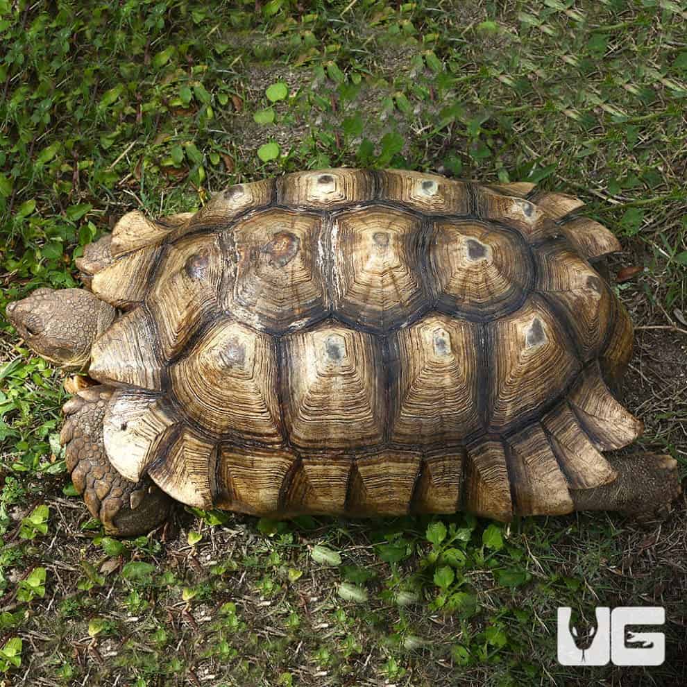 Yearling Sulcata Tortoises For Sale - Underground Reptiles