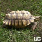 Sulcata Tortoises For Sale - Underground Reptiles