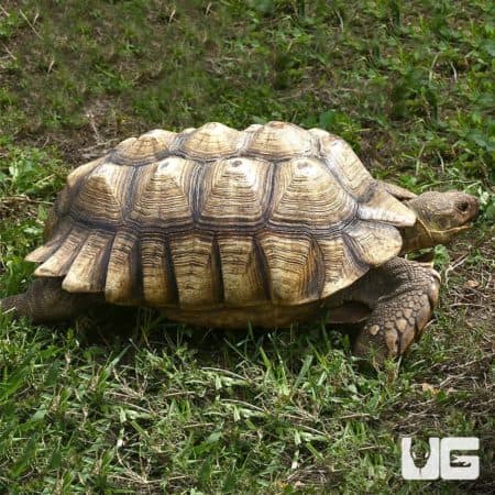 Yearling Sulcata Tortoises For Sale - Underground Reptiles