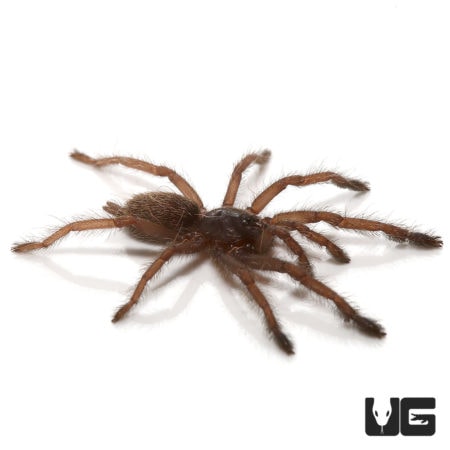Ecuador Violet Tree Spider (Tapinauchenius cupreus) For Sale - Underground Reptiles