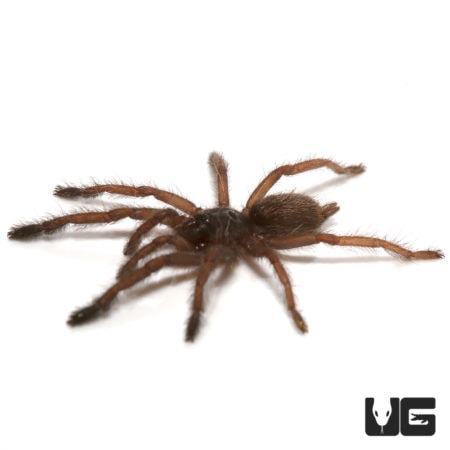 Ecuador Violet Tree Spider (Tapinauchenius cupreus) For Sale - Underground Reptiles