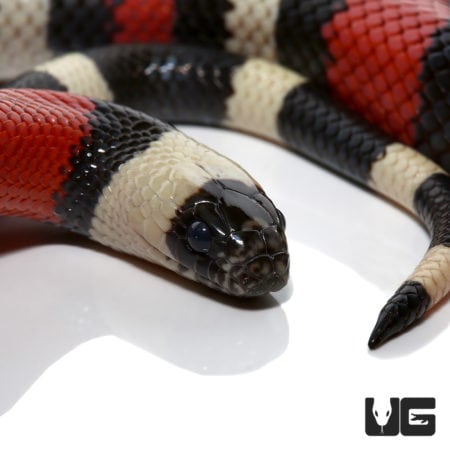 Yearling Het Albino Pueblan Milksnakes for sale - Underground Reptiles