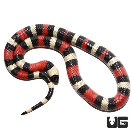 Yearling Het Albino Pueblan Milksnakes for sale - Underground Reptiles