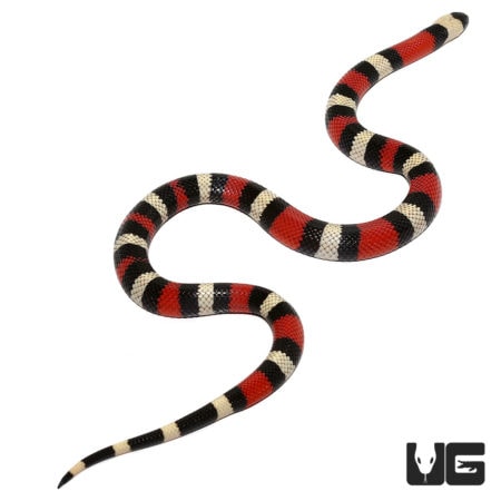 Yearling Het Albino Pueblan Milksnakes for sale - Underground Reptiles