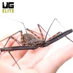 3-pack: African Tailless Whip Scorpion