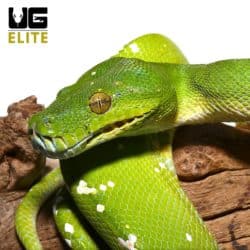 Adult Male Aru Green Tree Python