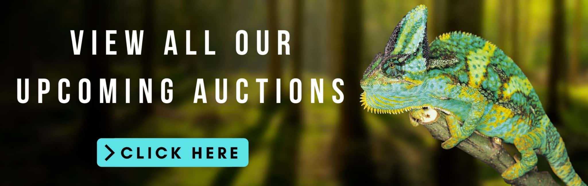 Underground Reptiles Exotic Reptiles, Amphibians, Lizards and Mammals