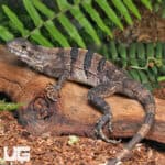 Spiny Tailed Iguana For Sale - Underground Reptiles
