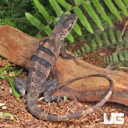 Spiny Tailed Iguana For Sale - Underground Reptiles