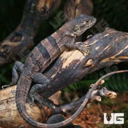 Spiny Tailed Iguana For Sale - Underground Reptiles