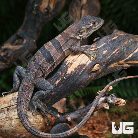 Spiny Tailed Iguana For Sale - Underground Reptiles
