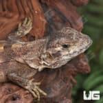 Spiny Tailed Iguana For Sale - Underground Reptiles
