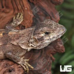 Spiny Tailed Iguana For Sale - Underground Reptiles
