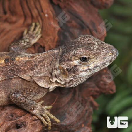 Spiny Tailed Iguana For Sale - Underground Reptiles