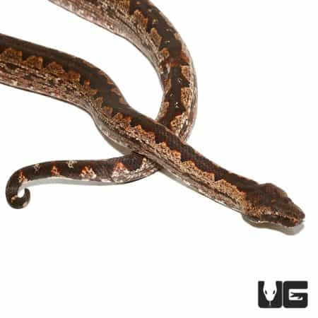 Female Adult San Isabel Island Ground Boa (Candoia carinata paulsoni) For Sale - Underground Reptiles