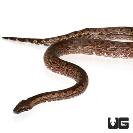 Female Adult San Isabel Island Ground Boa (Candoia carinata paulsoni) For Sale - Underground Reptiles