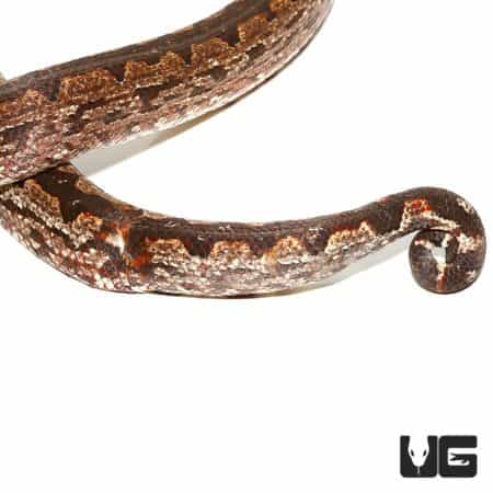 Female Adult San Isabel Island Ground Boa (Candoia carinata paulsoni) For Sale - Underground Reptiles