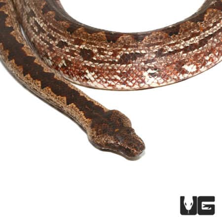 Female Adult San Isabel Island Ground Boa (Candoia carinata paulsoni) For Sale - Underground Reptiles
