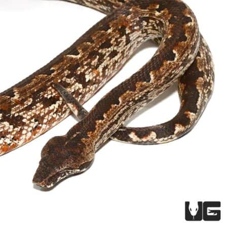Female Adult San Isabel Island Ground Boas (Candoia carinata paulsoni) For Sale - Underground Reptiles